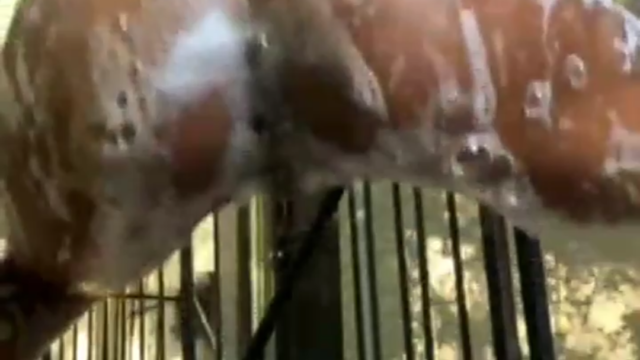 Kilimani outdoor shower tease recorded on hidden camera